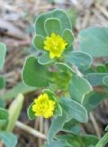 Portulaca oleracea subsp. oleracea